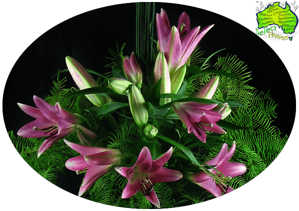 ORIENTAL LILIES