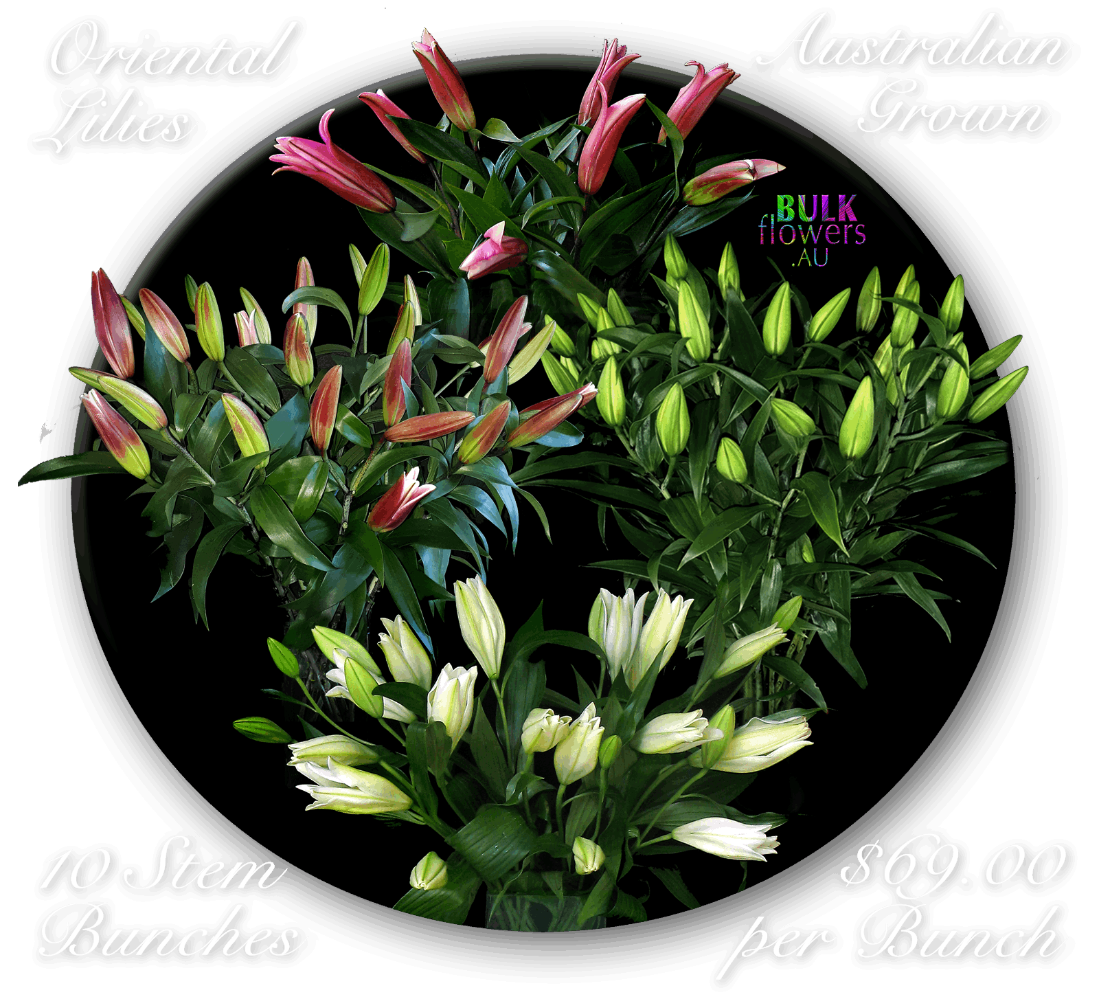 BULK FLOWERS ORIENTAL LILIES