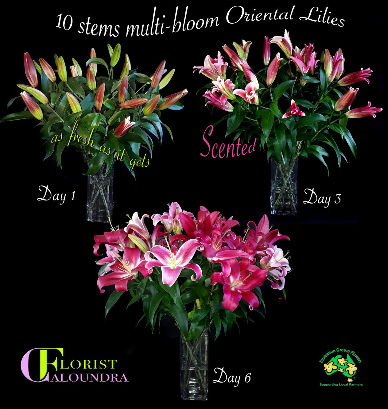 ORIENTAL LILIES