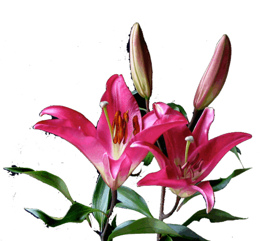 Oriental Lily